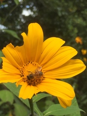 Tithonia