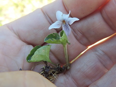 Viola palustris