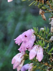 Erica australis