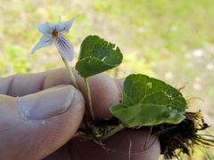 Viola palustris