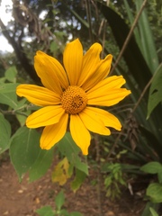 Tithonia