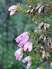 Erica australis