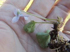 Viola palustris