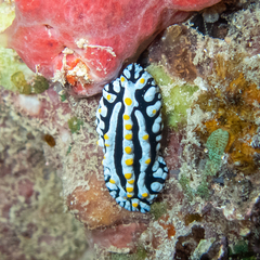 Phyllidia varicosa