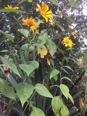 Tithonia
