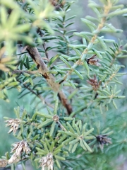 Erica australis