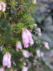 Erica australis