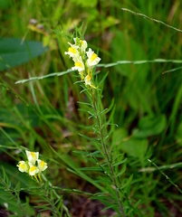 Linaria vulgaris