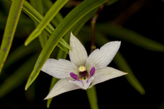 Dendrobium cunninghamii