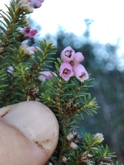 Erica australis