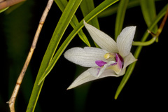 Dendrobium cunninghamii