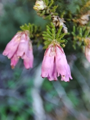 Erica australis