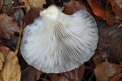 Pleurotus ostreatus