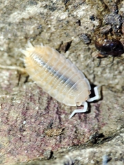 Lucasius pallidus