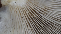 Pleurotus ostreatus