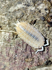 Lucasius pallidus