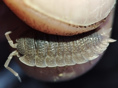 Porcellio echinatus