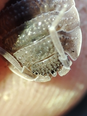 Porcellio echinatus
