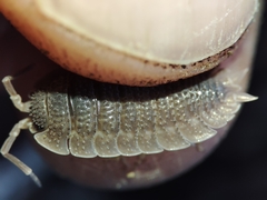 Porcellio echinatus