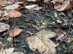 Calycina citrina