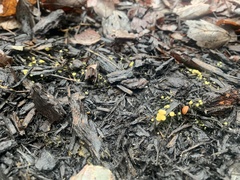 Calycina citrina