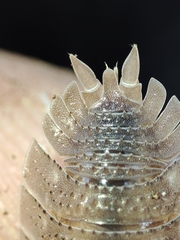 Porcellio echinatus