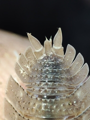 Porcellio echinatus