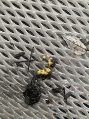 Calycina citrina