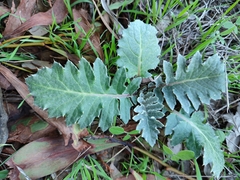 Cynara algarbiensis