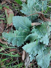 Cynara algarbiensis