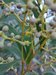 Acacia pycnantha