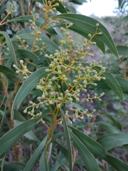 Acacia pycnantha