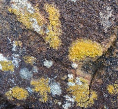 Flavoplaca