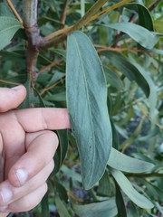 Acacia pycnantha