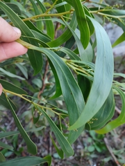 Acacia pycnantha