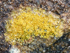 Flavoplaca