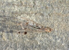 Dendroleon pantherinus