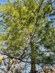Pinus strobus