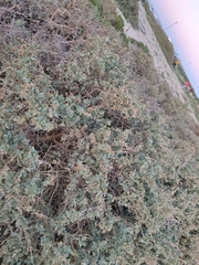 Atriplex halimus