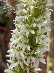 Platanthera elegans elegans