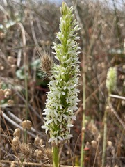 Platanthera elegans elegans