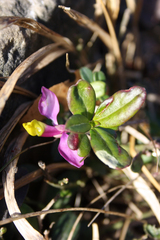 Polygaloides chamaebuxus