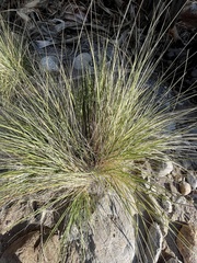 Muhlenbergia rigens