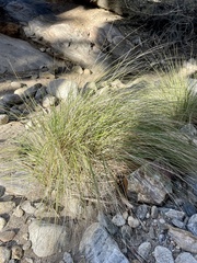 Muhlenbergia rigens