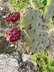 Opuntia elatior