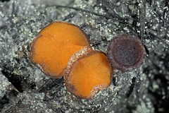 Anthracobia macrocystis