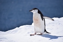 Pygoscelis antarcticus