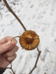 Platanus occidentalis