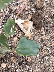 Chenopodiastrum murale
