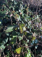 Rubus ulmifolius